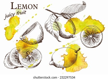 Hand drawn illustrations of beautiful yellow lemon fruits