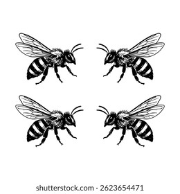 Hand drawn illustrations of a bee, detailed vector clip art isolated on white background.