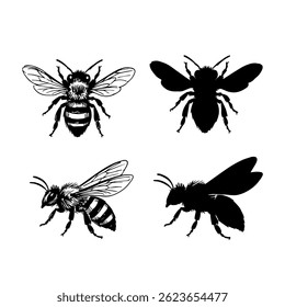 Hand drawn illustrations of a bee, detailed vector clip art isolated on white background.