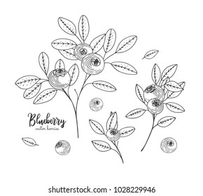 Hand drawn illustrations of blueberry isolated on white background. Hand drawn sketch of organic healthy dietary supplement. Engraving sketch vintage style. Applicable for menu, brochures, flyers.