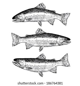 Hand Drawn Illustrations of Brook Trout