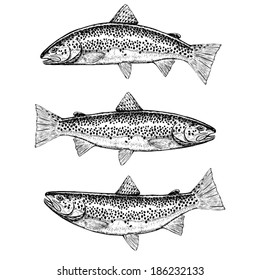 Hand Drawn Illustrations of Brown Trout