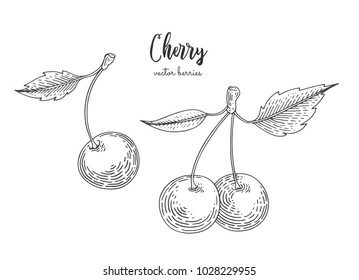 Hand drawn illustrations of cherries isolated on white background. Design elements for menu, promotion, advertising, greeting cards, wrapping paper, cosmetics packaging, labels, flyer