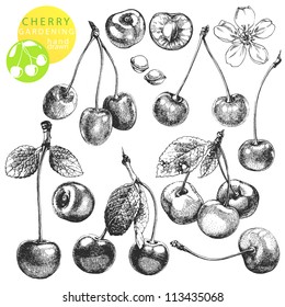 Hand drawn illustrations of cherries isolated on white background