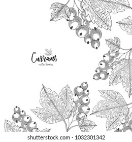 Hand drawn illustrations of currant isolated on white background. Detailed frame for label, greeting cards, postcards, tag, flyer, packaging design cosmetics or eco product.