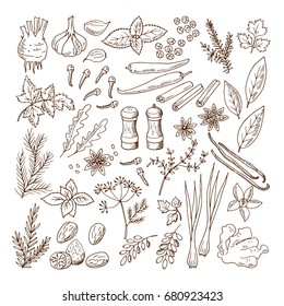 Hand drawn illustrations of different herbs and spices. Vector pictures set isolate on white