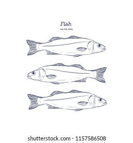 Hand Drawn Illustrations of fish.