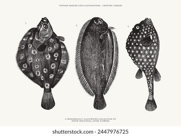 Handgezeichnete Illustrationen eines Flunderfischs, Seezunge Fisch und Ostraktion Triqueter Fisch