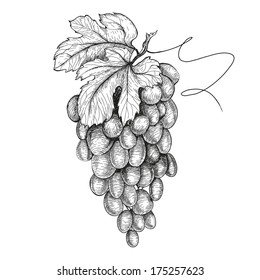 Hand drawn illustrations of grapes