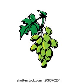 Hand drawn illustrations of grapes 