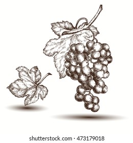 Ilustraciones hechas a mano de uvas.