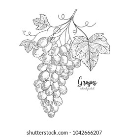 Hand drawn illustrations of grapes isolated on white background. Hand drawn elements for package design, menu, promotion, advertising, greeting cards, wrapping paper, cosmetics packaging, flyer.