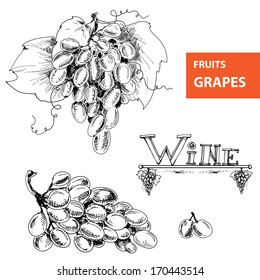 Hand drawn illustrations of grapes. Vector eps 8