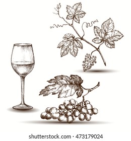 Hand drawn illustrations of  grapes. Vine glass and branch of grapes.