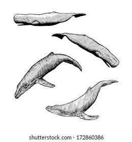 Hand Drawn Illustrations of Humpback and Sperm Whales