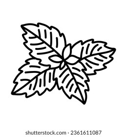 Hand drawn illustrations of mint leaves isolated on white background