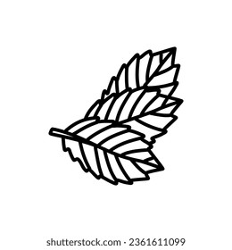 Hand drawn illustrations of mint leaves isolated on white background