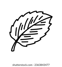 Hand drawn illustrations of mint leaves isolated on white background