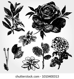 Ilustrações desenhadas à mão de plantas e flores