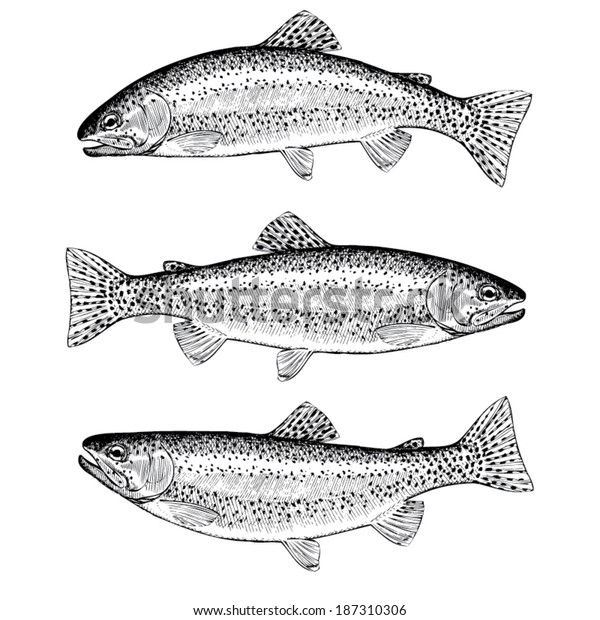 Hand Drawn Illustrations Rainbow Trout Stock Vector (Royalty Free