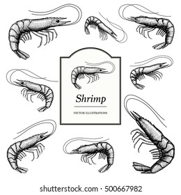 Hand Drawn Illustrations of Shrimp (Prawns) in a vintage style