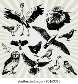 Hand Drawn Illustrations of Various Birds