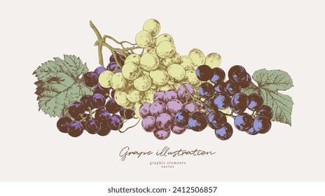 Hand drawn illustrations of various kind of grape with leaves, vintage graphic elements