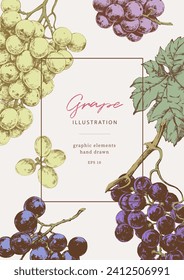 Hand drawn illustrations of various kind of grape with leaves, vintage graphic elements. Border template for wine list and winemaking banners