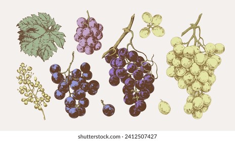 Hand drawn illustrations of various kind of grape with leaves, vintage graphic elements