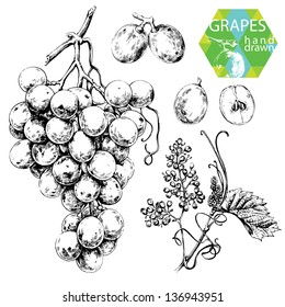 Hand Drawn Illustrations Of White Grapes 