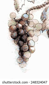 Hand drawn illustrations of white grapes.Bunch of grapevine