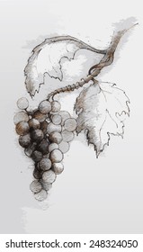 Hand drawn illustrations of white grapes.Bunch of grapevine