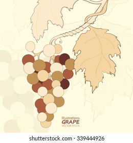 Hand drawn illustrations of white grapes.Bunch of grapevine. Animation stile.