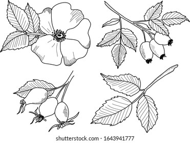 Ilustraciones dibujadas a mano de flores de rosa silvestres aisladas en fondo blanco
