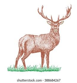 hand drawn image of big white tail buck head with large antlers white-tail deer vector illustration animal isolated on white background for hunting products billboards website, wildlife sketch clipart