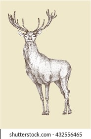hand drawn image of big white tail buck head with large antlers white-tail deer vector illustration animal isolated on white background for hunting products billboards website, wildlife sketch clipart