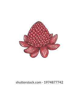 Hand drawn image of blooming ginger flower, engraving vector illustration isolated on white background. Ginger plant symbol of icon for spice and food packaging.