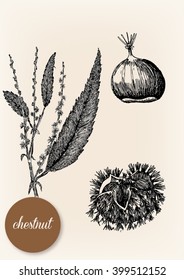 Hand drawn image of a chestnut with its leaves and stalk
