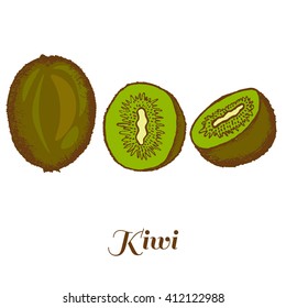 Hand drawn image of kiwi fruit. Vector colored illustration.