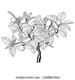 Hand drawn image of an orange (tangerine) tree. An ink-drawn sketch. Vector EPS 10.	