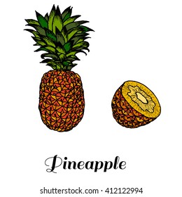 Hand drawn image of pineapple fruit. Vector colored illustration.