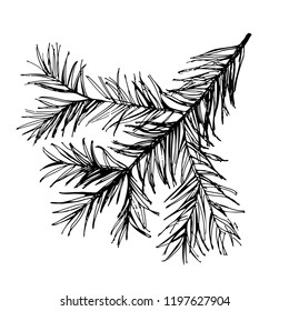 hand drawn image of spruce branch