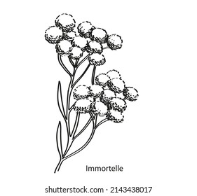 Hand drawn immortelle (Asteraceae) plant