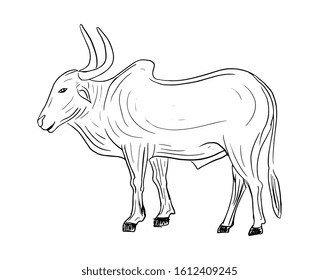 hand drawn indian bullock isolated vector illustration