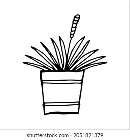 Hand drawn indoor plant in a pot, doodle design. Home plants. Illustration for print, web, mobile and infographics.