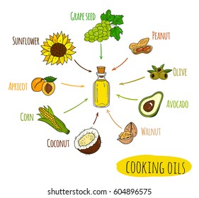 Hand drawn infographic of cooking oil sorts. Different kinds of edible vegetable food oils. With origin products:  olive, apricot, corn, grape seed, walnut, coconut, avocado, peanut and sunflower.