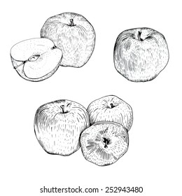 Hand drawn ink apple sketches set