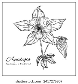 Hand drawn ink Aquilegia vulgaris flowers. Blooming Columbine flower with buds, branches with leaves. Botany illustration for coloring books, decoration, tattoo, printing