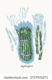 Hand drawn ink asparagus vegetable sketches set. Food drawings for labels and packaging. Vegetarian menu. Healthy diet.