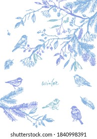 Hand drawn ink birds illustration, bullfinch, robin, sparrow, great tit in tree branches with berries, cone, seeds in blue colors. For winter or autumn design background, greeting card, nursery art.